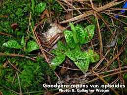 Attēlu rezultāti vaicājumam “Goodyera repens fruit”