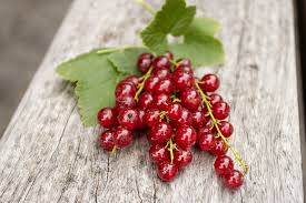 Bildergebnis für rote johannisbeeren