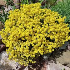 Image result for Sedum acre