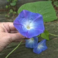 Image result for Ipomoea Heavenly Blue