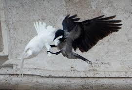 Des oiseaux diaboliques attaquent les colombes du pape Francois Images?q=tbn:ANd9GcQqcqmf8wMV-zxBu8hwutN6X7z-ysuAbSa6enHJw6VtHssxTwzJYZ9WzRW-WQ