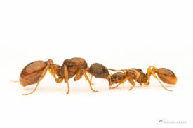 Attēlu rezultāti vaicājumam “Myrmica rubra”
