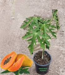 Image result for Carica papaya