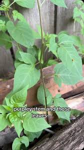Attēlu rezultāti vaicājumam “Solanum dulcamara leaf”