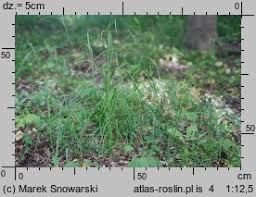 Attēlu rezultāti vaicājumam “Poa remota”