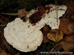 Attēlu rezultāti vaicājumam “Postia guttulata”