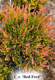 Attēlu rezultāti vaicājumam “Calluna vulgaris leaf”