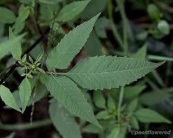 Attēlu rezultāti vaicājumam “Bidens frondosa leaf”