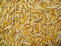 Attēlu rezultāti vaicājumam “Avena sativa”