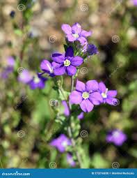 Image result for Legousia speculum-veneris