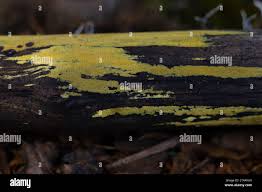 Attēlu rezultāti vaicājumam “Mycoacia fuscoatra”