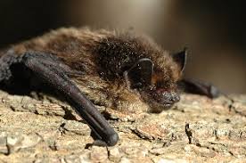 Attēlu rezultāti vaicājumam “Eptesicus nilssonii”