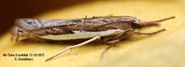 Attēlu rezultāti vaicājumam “Crambus hamella”