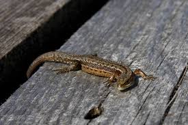 Attēlu rezultāti vaicājumam “Lacerta vivipara female”