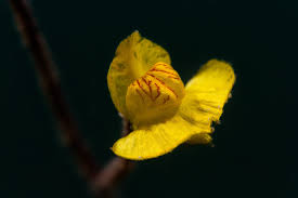 Attēlu rezultāti vaicājumam “Utricularia intermedia flower”