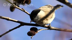 Attēlu rezultāti vaicājumam “Poecile palustris”