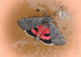 Attēlu rezultāti vaicājumam “Catocala pacta”