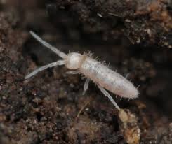 Attēlu rezultāti vaicājumam “Heteromurus nitidus”