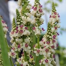 Image result for Königskerzen