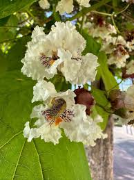 Attēlu rezultāti vaicājumam “Catalpa ovata”