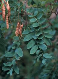 Attēlu rezultāti vaicājumam “Robinia pseudoacacia”
