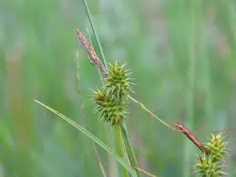 Attēlu rezultāti vaicājumam “Carex flava”