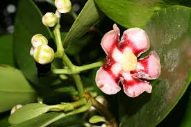 Attēlu rezultāti vaicājumam “Clusiaceae”