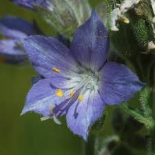 Attēlu rezultāti vaicājumam “Polemonium caeruleum bud”