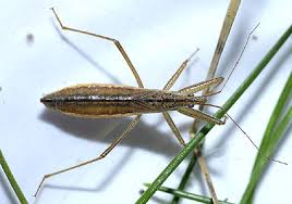 Attēlu rezultāti vaicājumam “Nabis limbatus”