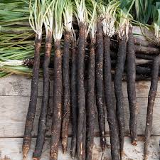 Image result for Schwarzwurzeln