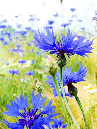 Image result for Centaurea cyanus