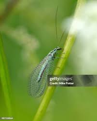 Attēlu rezultāti vaicājumam “Chrysopidae imago”