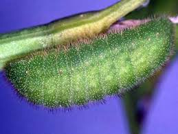 Attēlu rezultāti vaicājumam “Lycaena virgaureae underside”