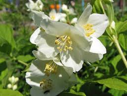 Attēlu rezultāti vaicājumam “Philadelphus lemoinei”
