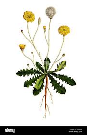 Attēlu rezultāti vaicājumam “Hypochaeris radicata”