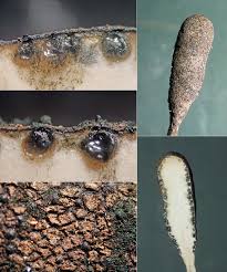 Attēlu rezultāti vaicājumam “Xylaria longipes”