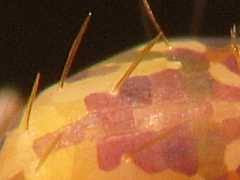 Attēlu rezultāti vaicājumam “Ptenothrix sp.”