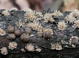 Attēlu rezultāti vaicājumam “Hypoxylon fragiforme / howeianum”