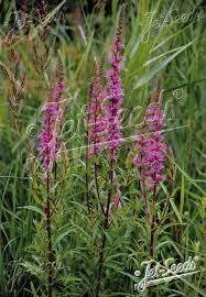Attēlu rezultāti vaicājumam “Lythrum salicaria leaf”