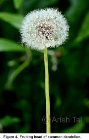 Attēlu rezultāti vaicājumam “Taraxacum officinale aggr. flower”