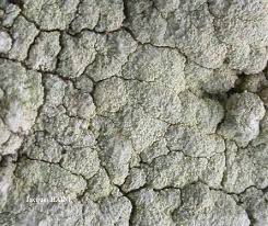 Attēlu rezultāti vaicājumam “Pertusaria flavida”