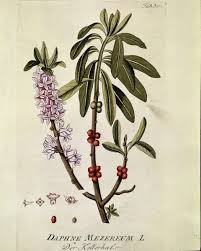 Attēlu rezultāti vaicājumam “Daphne mezereum leaf”