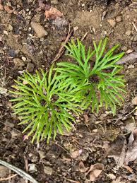 Attēlu rezultāti vaicājumam “Diphasium complanatum”