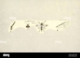 Attēlu rezultāti vaicājumam “Xylophagidae”