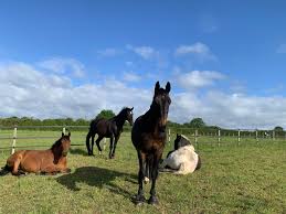 Image result for Lower Farm Stables