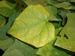 Attēlu rezultāti vaicājumam “Menispermum dauricum leaf”