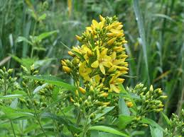 Attēlu rezultāti vaicājumam “Lysimachia vulgaris leaf”