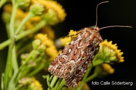 Attēlu rezultāti vaicājumam “Lycophotia porphyrea”