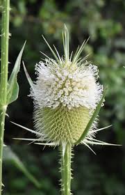 Attēlu rezultāti vaicājumam “Dipsacaceae”