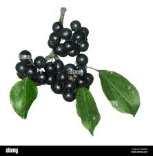 Attēlu rezultāti vaicājumam “Rhamnus cathartica fruit”